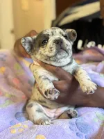 Strawberry shortcake , a female French Bulldog for sale in Cincinnati, OH – 8 of 10