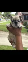 Cinnamon , a female French Bulldog for sale in Cincinnati, OH – 2 of 8