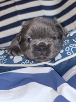 Avocado Toast , a male French Bulldog for sale in Cincinnati, OH – 1 of 5