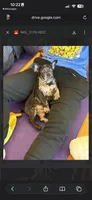 Dolce, a male French Bulldog for sale in Cincinnati, OH – 3 of 3
