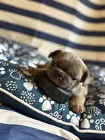 OJ, a male French Bulldog for sale in Cincinnati, OH – 6 of 9