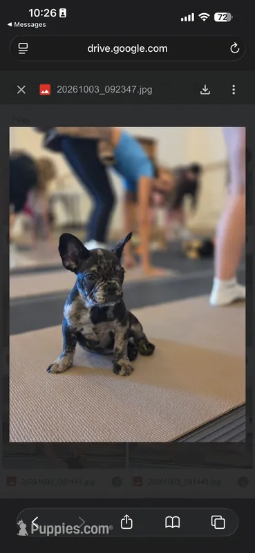 Dolce – French Bulldog puppy for sale in Cincinnati, OH
