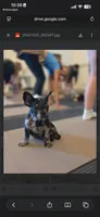 Dolce, a male French Bulldog for sale in Cincinnati, OH – 1 of 3