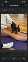 Lavender , a female French Bulldog for sale in Cincinnati, OH – 2 of 5
