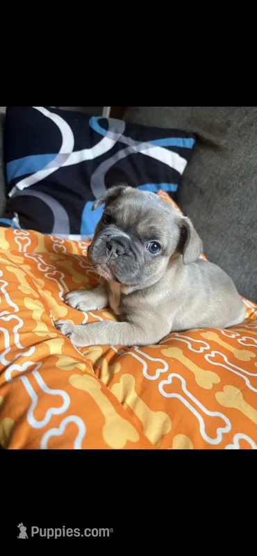 OJ – French Bulldog puppy for sale in Cincinnati, OH