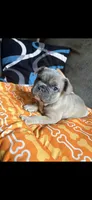 OJ, a male French Bulldog for sale in Cincinnati, OH – 2 of 6