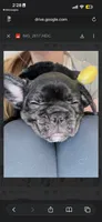Peach, a female French Bulldog for sale in Cincinnati, OH – 2 of 3