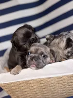 OJ, a male French Bulldog for sale in Cincinnati, OH – 4 of 9