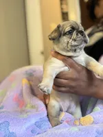 Cinnamon Raisin Bagel, a female French Bulldog for sale in Cincinnati, OH – 5 of 7