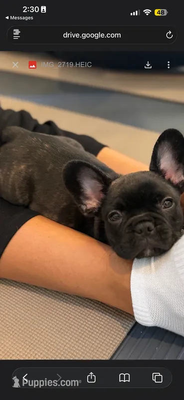 Navy – French Bulldog puppy for sale in Cincinnati, OH