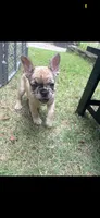 Cinnamon , a female French Bulldog for sale in Cincinnati, OH – 4 of 8