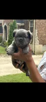 Avocado Toast , a male French Bulldog for sale in Cincinnati, OH – 2 of 5
