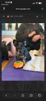 Dolce, a male French Bulldog for sale in Cincinnati, OH – 2 of 3