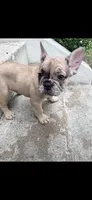 Cinnamon , a female French Bulldog for sale in Cincinnati, OH – 6 of 8