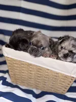 Coffee Beans, a male French Bulldog for sale in Cincinnati, OH – 2 of 7