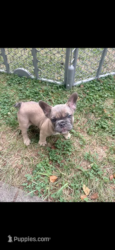 OJ – French Bulldog puppy for sale in Cincinnati, OH