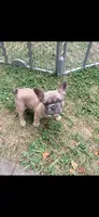 OJ, a male French Bulldog for sale in Cincinnati, OH – 1 of 6