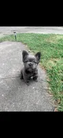 Avocado Toast , a male French Bulldog for sale in Cincinnati, OH – 5 of 5