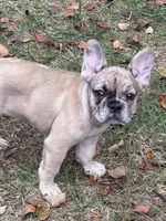 Cinnamon , a female French Bulldog for sale in Cincinnati, OH – 8 of 8