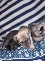 OJ, a male French Bulldog for sale in Cincinnati, OH – 5 of 9