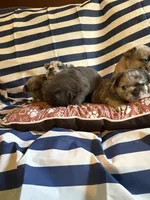 Coffee Beans, a male French Bulldog for sale in Cincinnati, OH – 7 of 7
