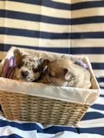 Strawberry shortcake , a female French Bulldog for sale in Cincinnati, OH – 2 of 10