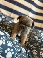 OJ, a male French Bulldog for sale in Cincinnati, OH – 9 of 9