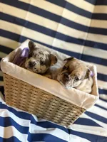 Strawberry shortcake , a female French Bulldog for sale in Cincinnati, OH – 7 of 10