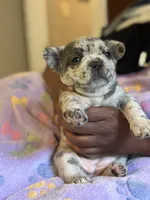 Strawberry shortcake , a female French Bulldog for sale in Cincinnati, OH – 4 of 10
