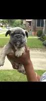 OJ, a male French Bulldog for sale in Cincinnati, OH – 4 of 6