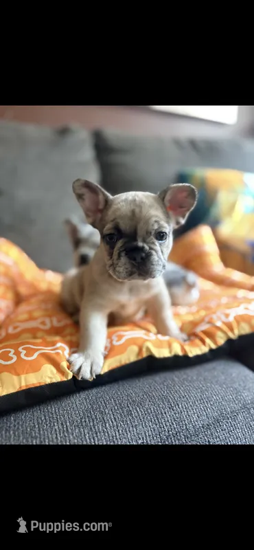 Cinnamon Raisin Bagel – French Bulldog puppy for sale in Cincinnati, OH
