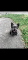 Avocado Toast , a male French Bulldog for sale in Cincinnati, OH – 4 of 5