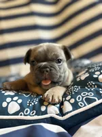 OJ, a male French Bulldog for sale in Cincinnati, OH – 7 of 9
