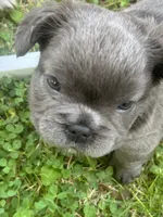 Avocado Toast , a male French Bulldog for sale in Cincinnati, OH – 3 of 5