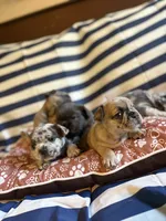 Strawberry shortcake , a female French Bulldog for sale in Cincinnati, OH – 6 of 10