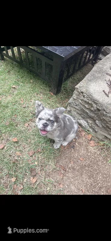 Coffee Beans – French Bulldog puppy for sale in Cincinnati, OH