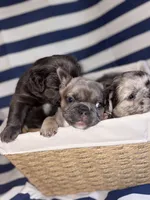 OJ, a male French Bulldog for sale in Cincinnati, OH – 2 of 9