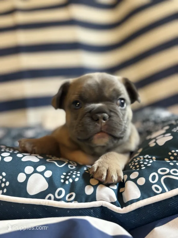 OJ – French Bulldog puppy for sale in Cincinnati, OH
