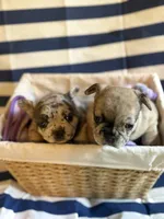 Cinnamon Raisin Bagel, a female French Bulldog for sale in Cincinnati, OH – 7 of 7