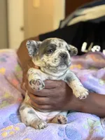 Strawberry shortcake , a female French Bulldog for sale in Cincinnati, OH – 9 of 10