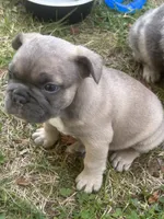 OJ, a male French Bulldog for sale in Cincinnati, OH – 5 of 6