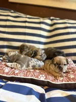Cinnamon Raisin Bagel, a female French Bulldog for sale in Cincinnati, OH – 4 of 7