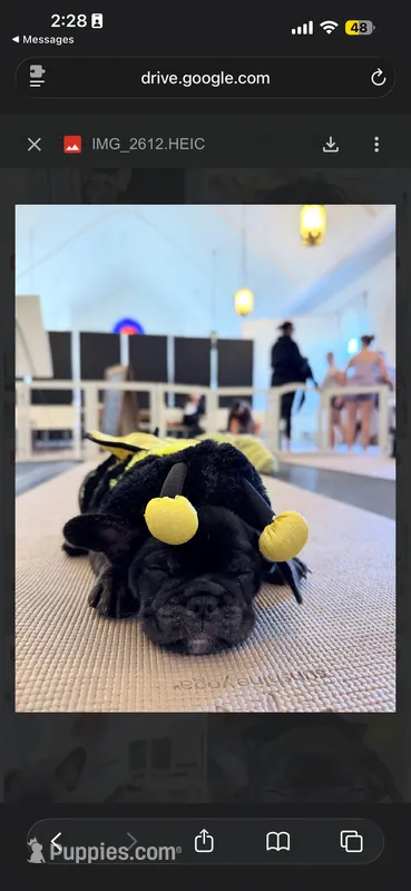 Peach, a female French Bulldog for sale in Cincinnati, OH – 1 of 3