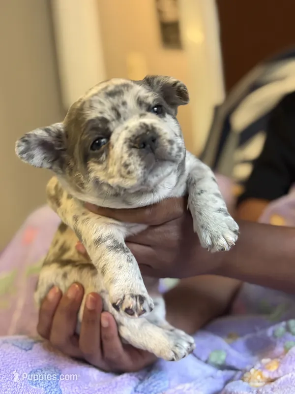 Strawberry shortcake  – French Bulldog puppy for sale in Cincinnati, OH