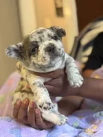 Strawberry shortcake , a female French Bulldog for sale in Cincinnati, OH – 1 of 10