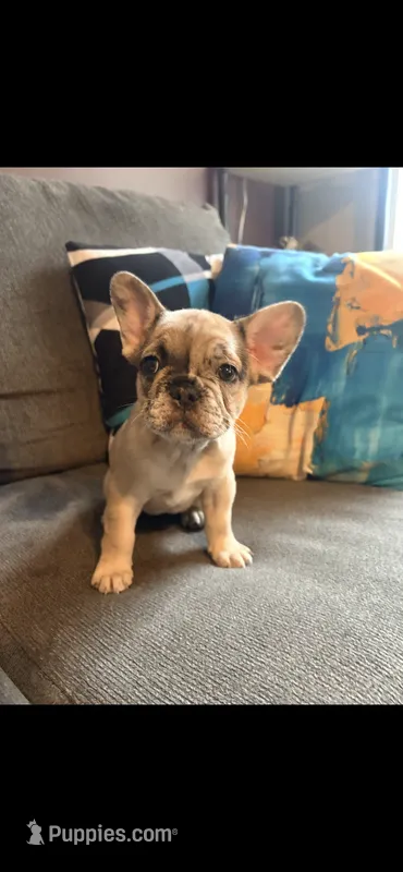 Cinnamon Raisin Bagel – French Bulldog puppy for sale in Cincinnati, OH