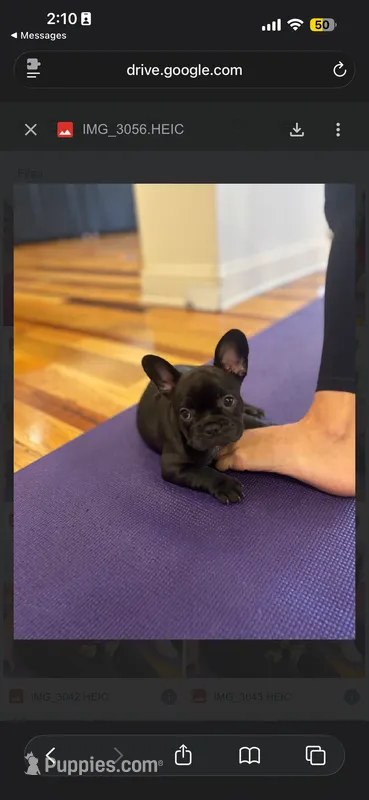 Neon – French Bulldog puppy for sale in Cincinnati, OH