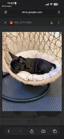 Lavender , a female French Bulldog for sale in Cincinnati, OH – 5 of 5