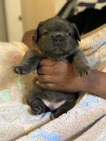 Avocado Toast , a male French Bulldog for sale in Cincinnati, OH – 5 of 5