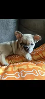Cinnamon , a female French Bulldog for sale in Cincinnati, OH – 3 of 8